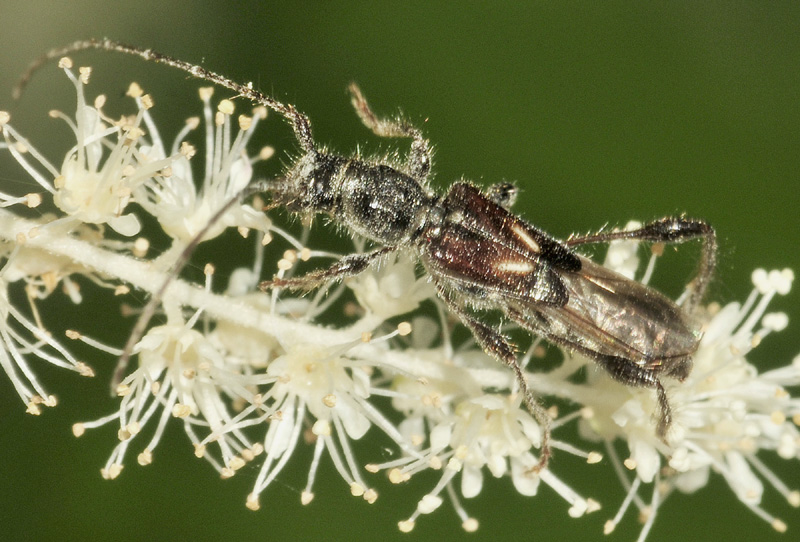 Cerambycidae: Molorchus minor